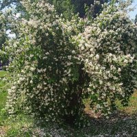 Ах, июнь ! :: Елена Шаламова Ах, июнь ! :: Елена Шаламова