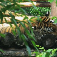 спят усталые зверюшки :: Елена Шаламова