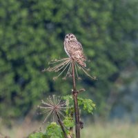 сова болотная. :: юрий макаров