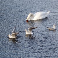 Лебедь и чайки :: Рита Симонова