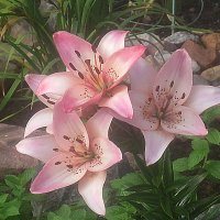 Лилии :: Елена Семигина Лилии :: Елена Семигина