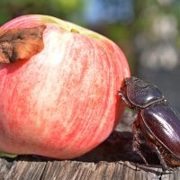 Везение по скарабейски... )) :: Владимир Хиль Везение по скарабейски... )) :: Владимир Хиль