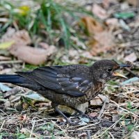 В парке... :: Николай Саржанов