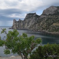Природа Крыма :: Amazing Cosmea