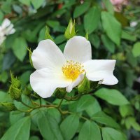 ,,, :: Сергей Тимоновский