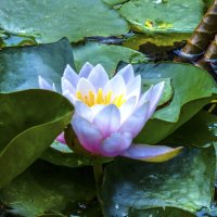 Розовая лилия :: Валентин Семчишин Розовая лилия :: Валентин Семчишин