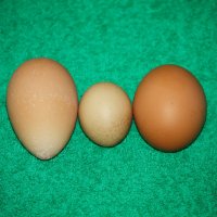 Такие разные куриные яйца... ) :: Константин Штарк