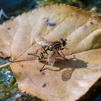 На расслабоне. :: Alexandr Gunin