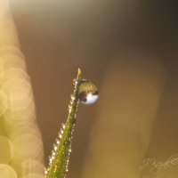 *** :: Елена Kазак (selena1965)