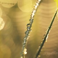 *** :: Елена Kазак (selena1965) *** :: Елена Kазак (selena1965)