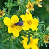 Серая муха на золотой лапчатке :: Светлана 