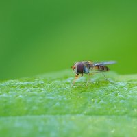 На зелёном "фоне". :: Евгений Седов