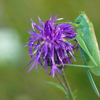 В засаде :: Галина Кан В засаде :: Галина Кан