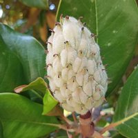 Плод магнолии :: Татьяна Тюменка