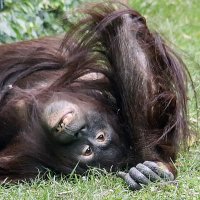 Тормашка :: Андроник Александр 