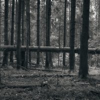 Мрачный лес :: Sergey Gorelov
