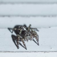Jumping Spider | 2 :: Sergey Sonvar