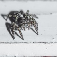 Jumping Spider | 5 :: Sergey Sonvar