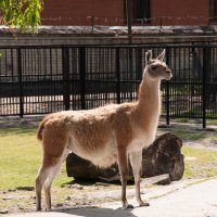 Калининград. Зоопарк :: Андрей 