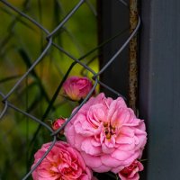 Розы :: Тамара Вебер