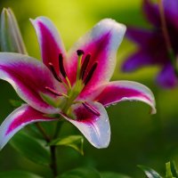 Пора лилий :: Наталья Лакомова