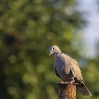 Горлица... :: Александр Посошенко