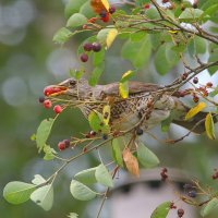 ненасытный такой ... :: Andrey Bragin ненасытный такой ... :: Andrey Bragin