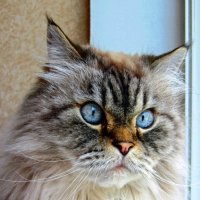 Голубоглазка :: Сергей Карачин Голубоглазка :: Сергей Карачин