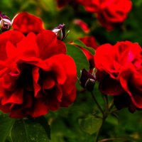 *** :: ирина )))