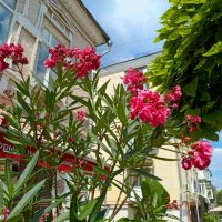 Ростовское лето :: Нина Бутко