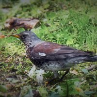 В парке... :: Владимир Шошин В парке... :: Владимир Шошин