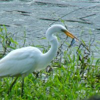 большая белая цапля :: gawrilа - dan