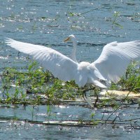 большая белая цапля :: gawrilа - dan большая белая цапля :: gawrilа - dan