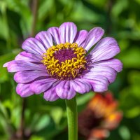 Цветочное лето :: Aquarius - Сергей