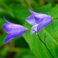 Колокольчики лесные. :: Милешкин Владимир Алексеевич 