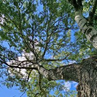 Суздаль :: Михаил Свиденцов