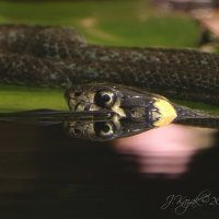 *** :: Елена Kазак (selena1965)