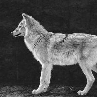 Белый волк :: SanSan 