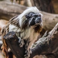 Тамарин :: SanSan 