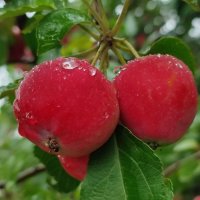 Под дождём :: Валентина Богатко 