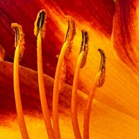 в красно-жёлтых тонах :: Michel 