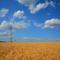 Хлебная нива. :: Михаил Колосов Хлебная нива. :: Михаил Колосов