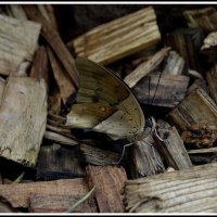 Замаскировалась :: Aleksandr Gal