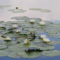 Усманка :: Елена Шаламова Усманка :: Елена Шаламова