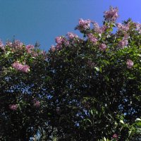 весёлый апрель :: Елена Шаламова