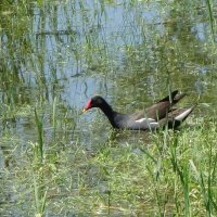 Камышница :: Рита Симонова