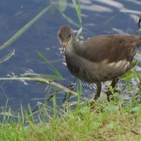 Молодая камышница :: Рита Симонова Молодая камышница :: Рита Симонова