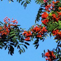 Рябина почти поспела :: Людмила Смородинская