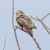 сова болотная. :: юрий макаров