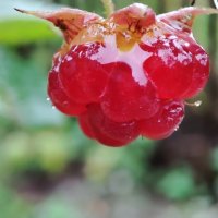 Ягодка малины под дождём :: Валентина Богатко 